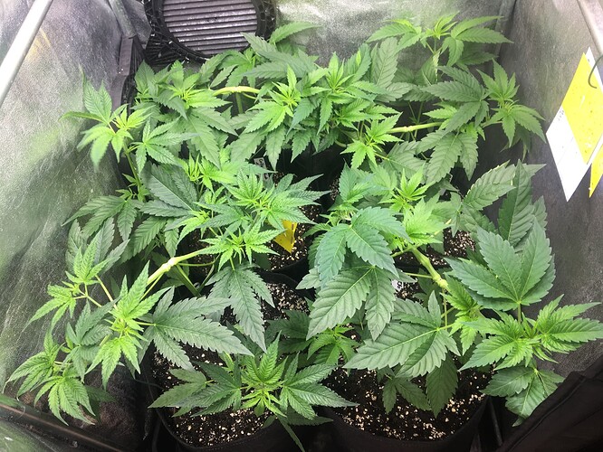 Growreport Bild 5