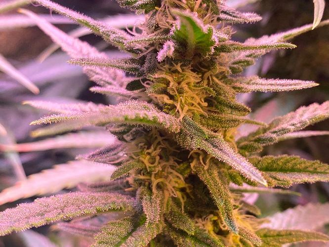 Growreport Bild 41