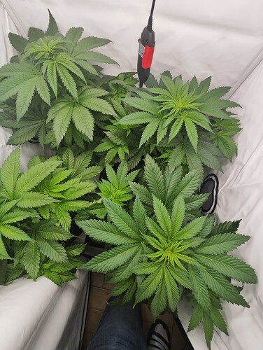 Growreport Bild 13