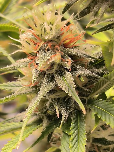 Growreport Bild 1