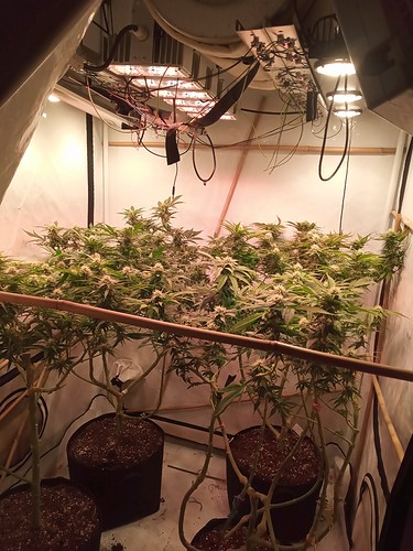Growreport Bild 76