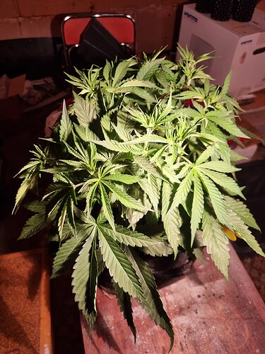 Growreport Bild 52