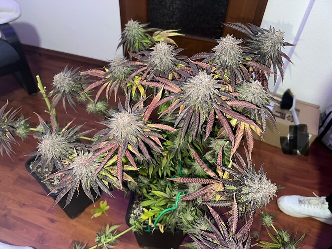 Growreport Bild 4