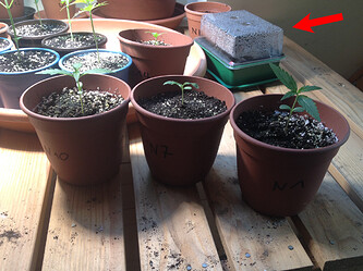 Growreport Bild 36