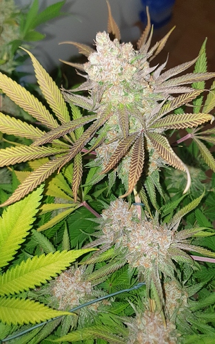 Growreport Bild 4