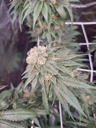 Growreport Bild 20