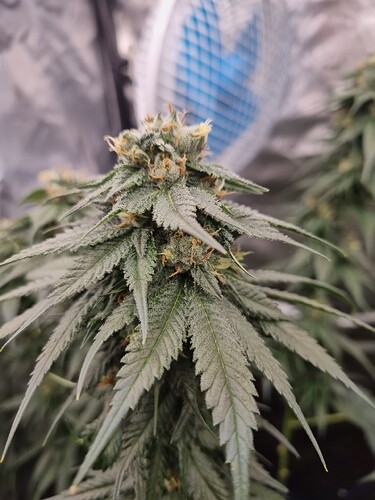 Growreport Bild 4