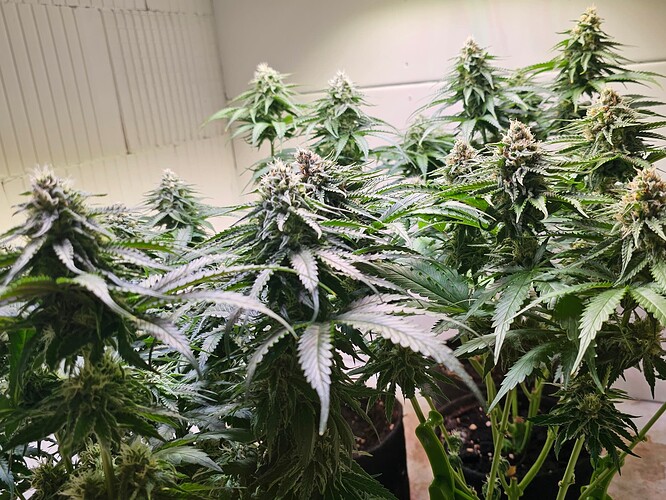 Growreport Bild 29