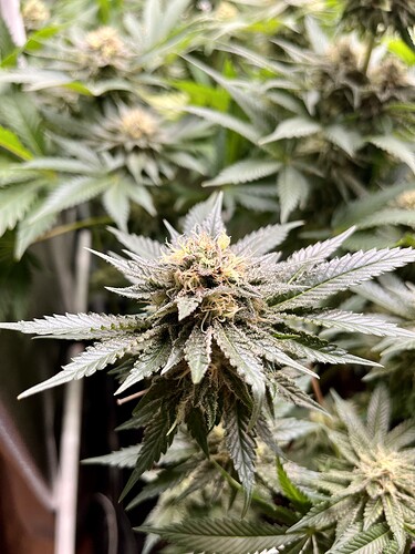 Growreport Bild 9