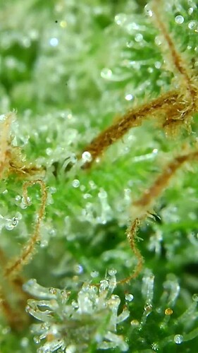 Growreport Bild 69
