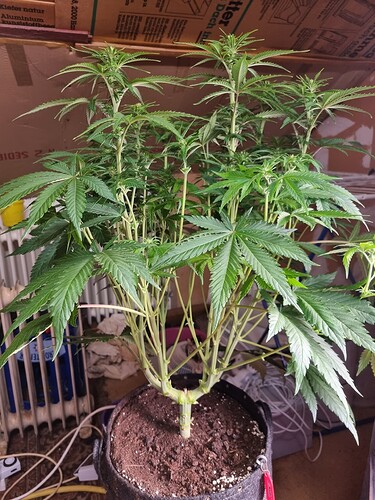 Growreport Bild 51