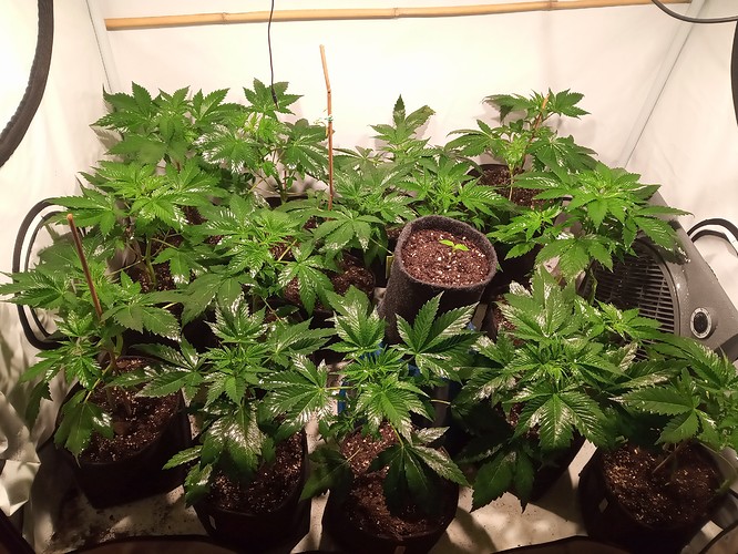 Growreport Bild 29