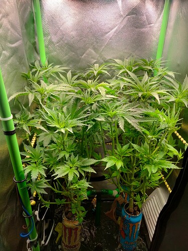 Growreport Bild 1