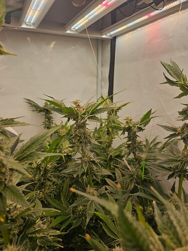 Growreport Bild 2
