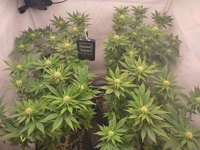 Growreport Bild 19
