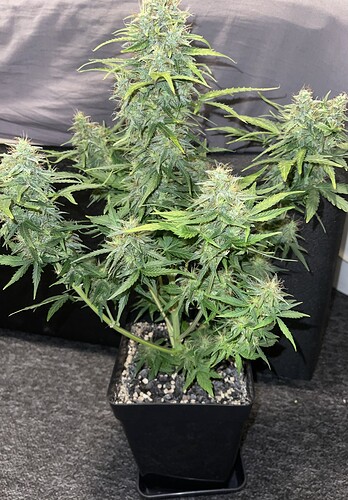 Growreport Bild 6