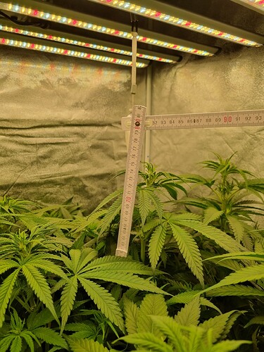 Growreport Bild 16