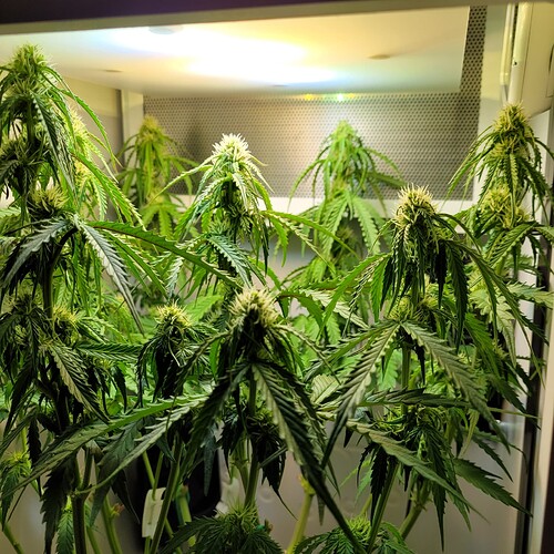 Growreport Bild 8