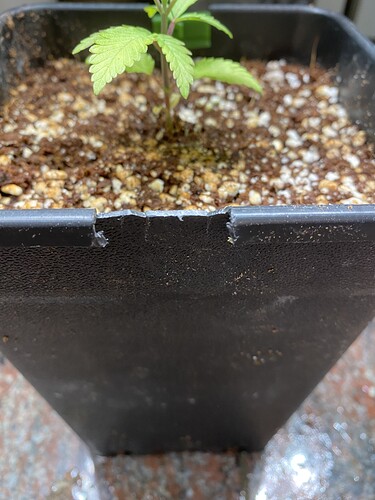 Growreport Bild 8