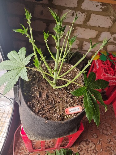 Growreport Bild 4