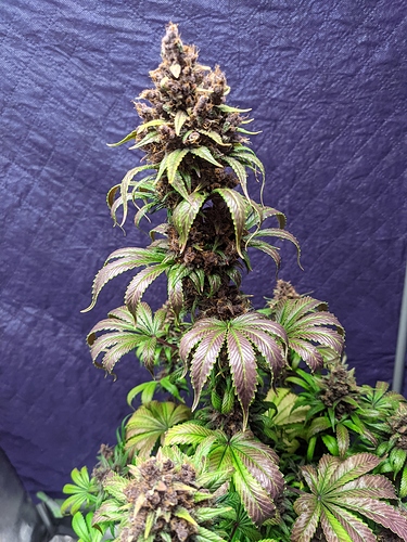 Growreport Bild 65