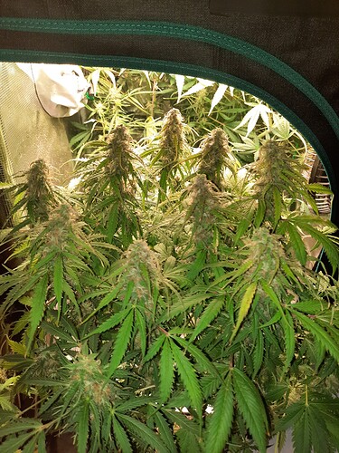 Growreport Bild 6