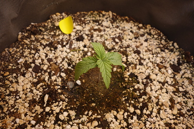 Ein junger Cannabis-Keimling mit zwei Sätzen Blätter in einem Topf mit Erde und Perlit.