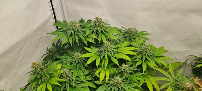 Growreport Bild 1