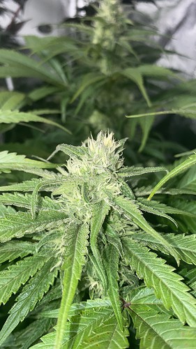 Growreport Bild 3