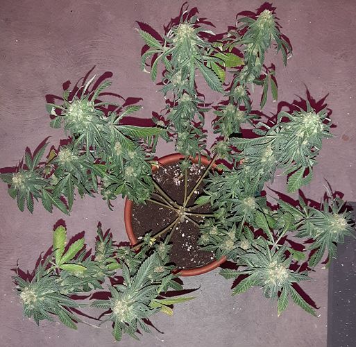 Growreport Bild 2