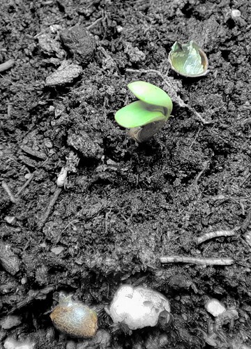 Growreport Bild 6