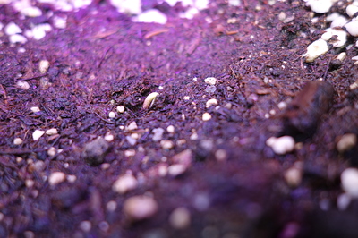 Ein junger Keimling sprießt aus der Erde unter violettem Licht.