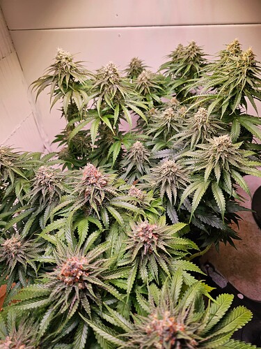 Growreport Bild 16