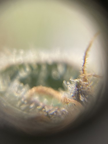 Growreport Bild 28