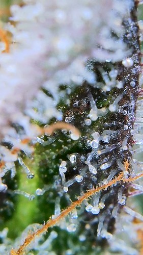 Growreport Bild 39