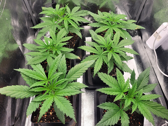 Growreport Bild 1