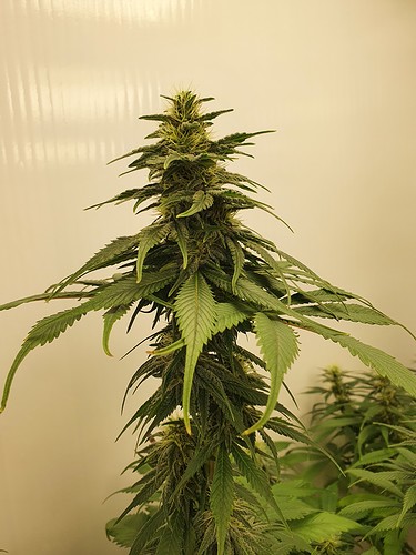 Growreport Bild 7