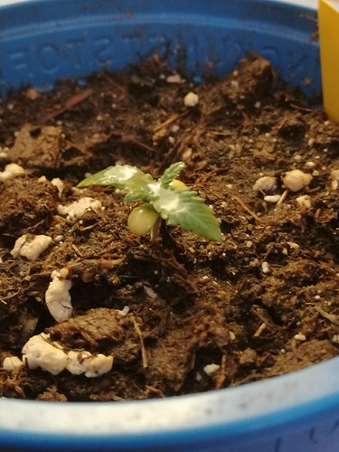 Growreport Bild 8