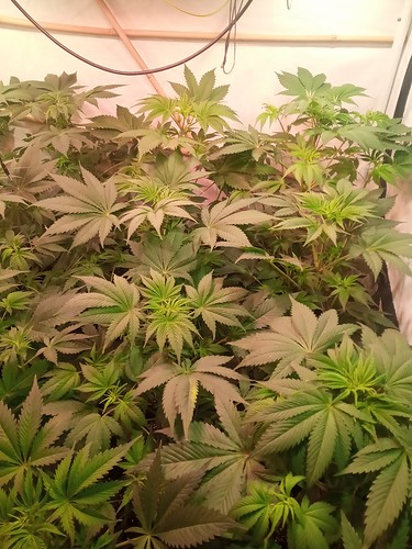 Growreport Bild 34