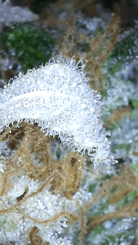 Growreport Bild 23