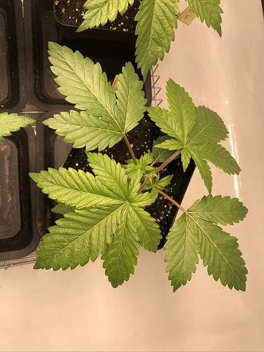 Growreport Bild 12