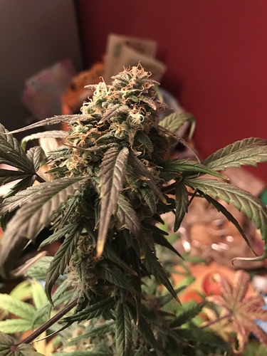 Growreport Bild 2