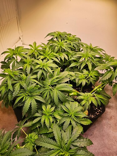 Growreport Bild 1