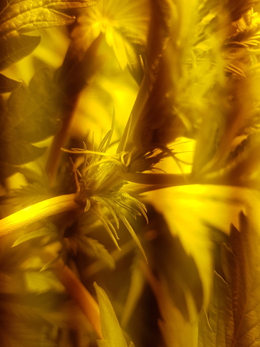 Growreport Bild 3