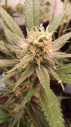 Growreport Bild 24