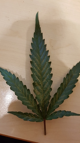 Growreport Bild 3