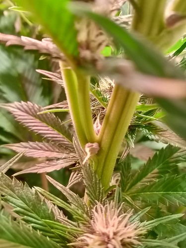 Growreport Bild 42