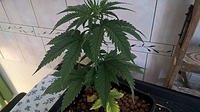 Growreport Bild 11