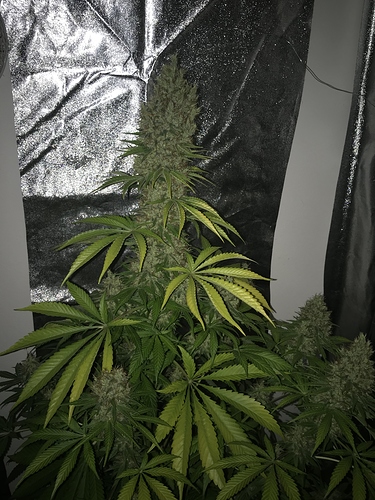Growreport Bild 19