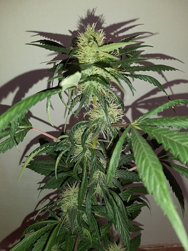 Growreport Bild 3